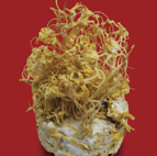 Linteus rice extract image