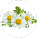 Chamomile image